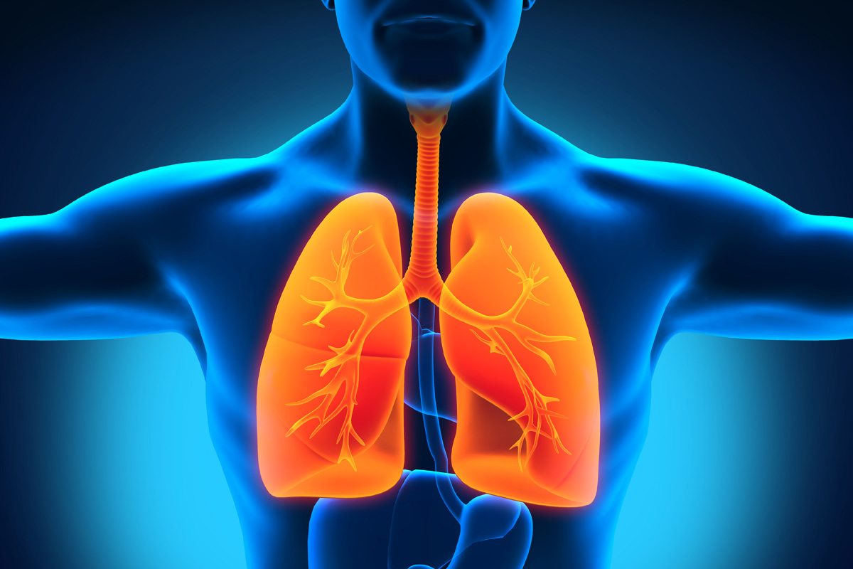 A New Lung Function Has Been Found Lungs Make Blood Industry Tap