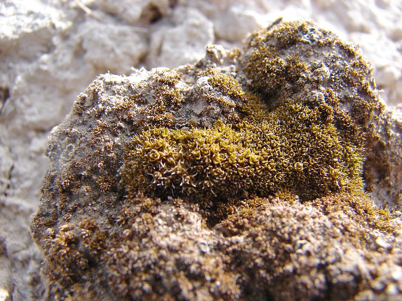 Tough as Nails: Desert Moss Shows Promise for Martian Growth