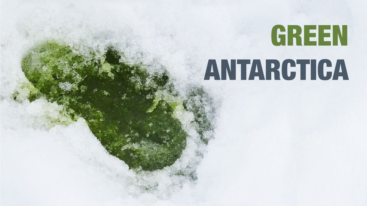 Antarctica’s Unprecedented Greening: A 1,000% Growth Signals Warming Planet