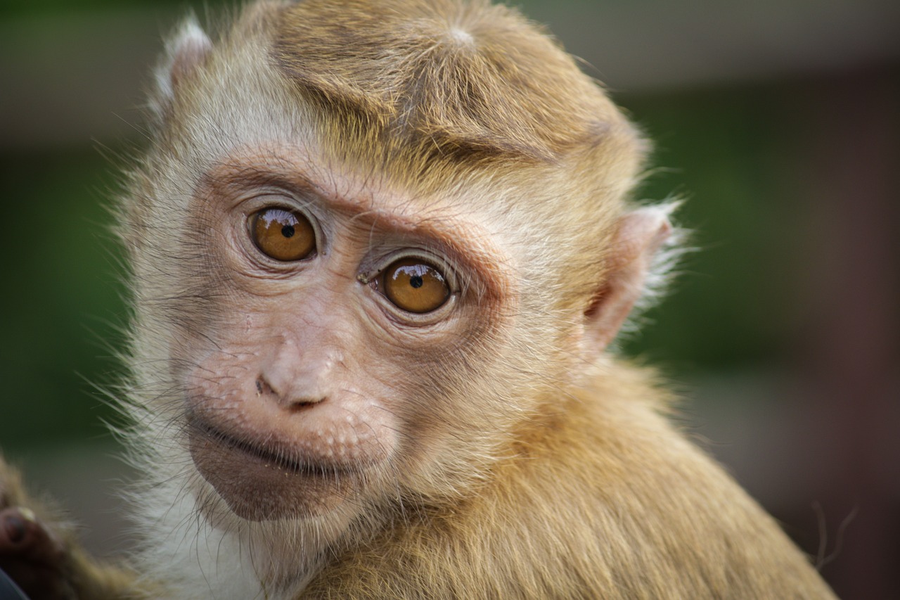 Stem Cell Breakthrough Heals Macular Holes and Restores Vision in Monkeys