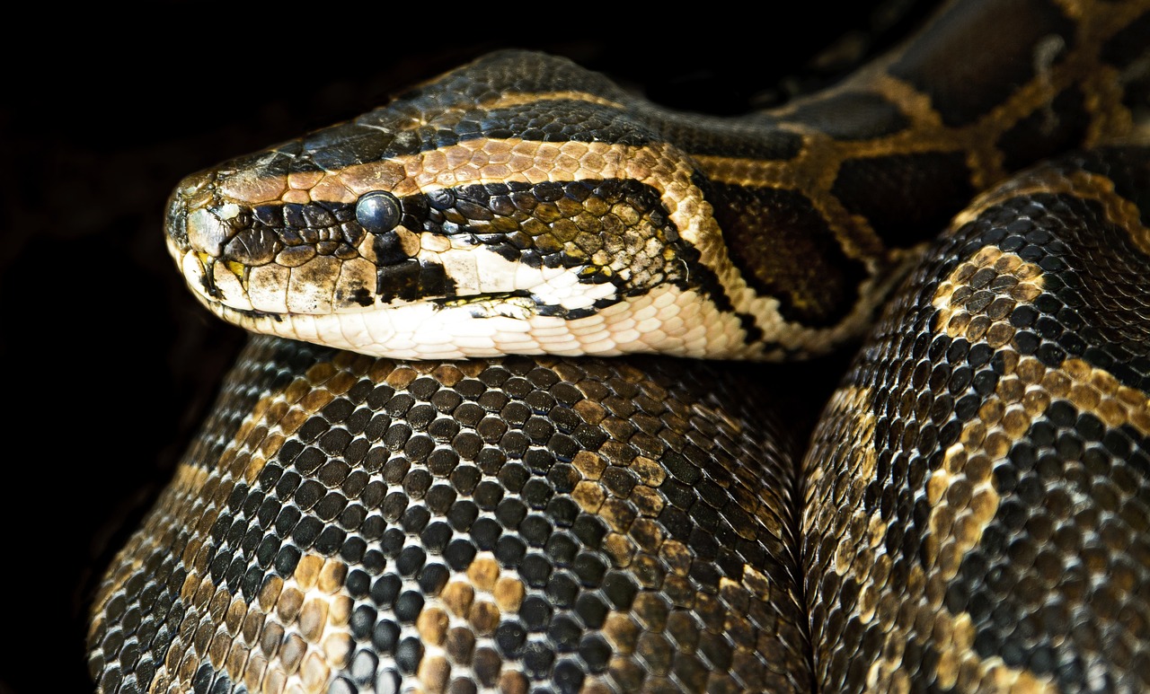 New Research Reveals Burmese Pythons’ Astonishing Feeding Abilities