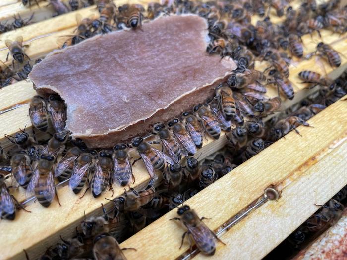 Tiny Pollinators, Big Impact: A New Diet Could Save the World’s Bees
